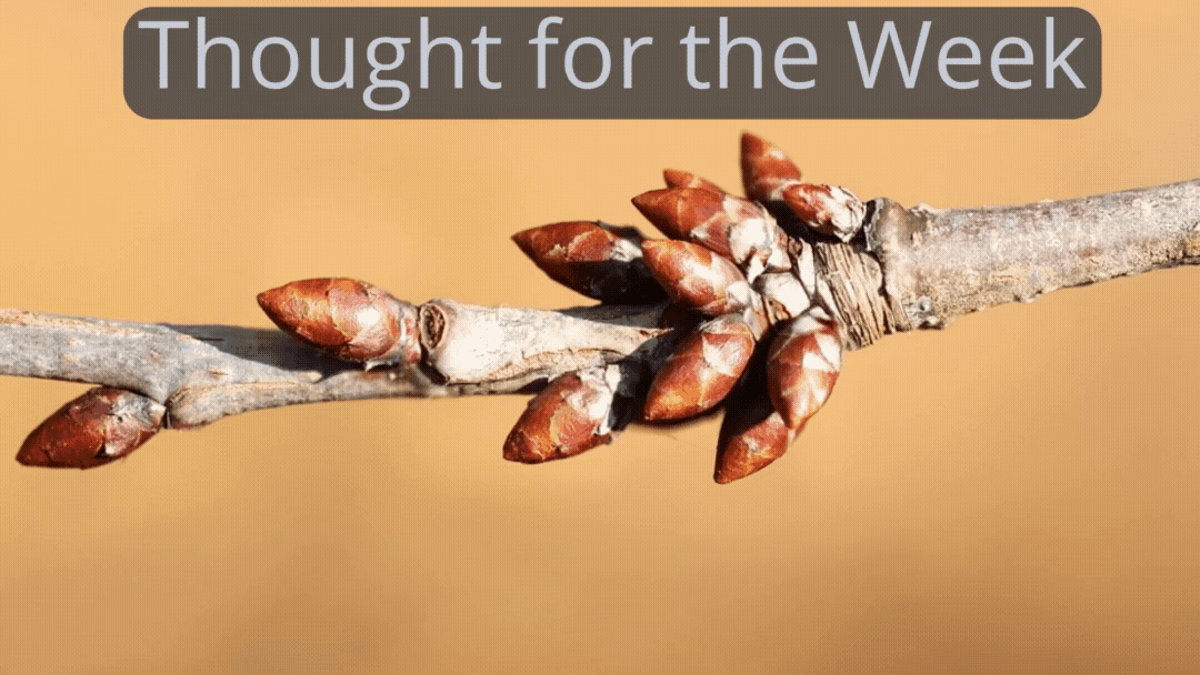 Thought for the Week: Tree buds look dead before they burst open in Spring.