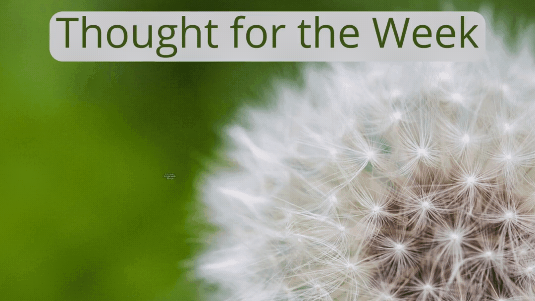Thought for the Week: Celebrate simple seeds of hope.