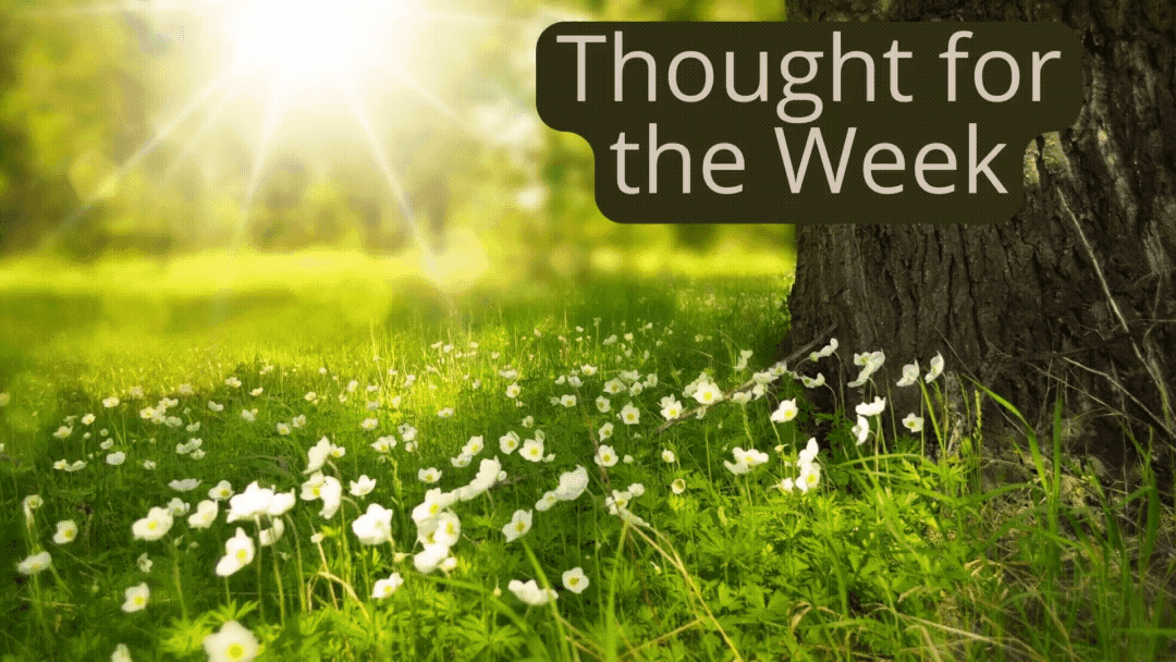 Thought for the Week: Soft Summer sunshine stimulates the senses.