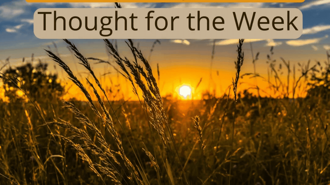 Thought for he Week: The sun sets, and rises the next day to ripen wheat.