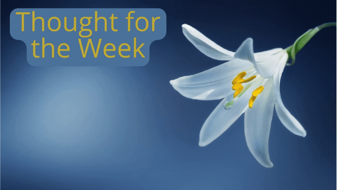 Thought for the Week: The beauty of a single flower can fill us with awe.