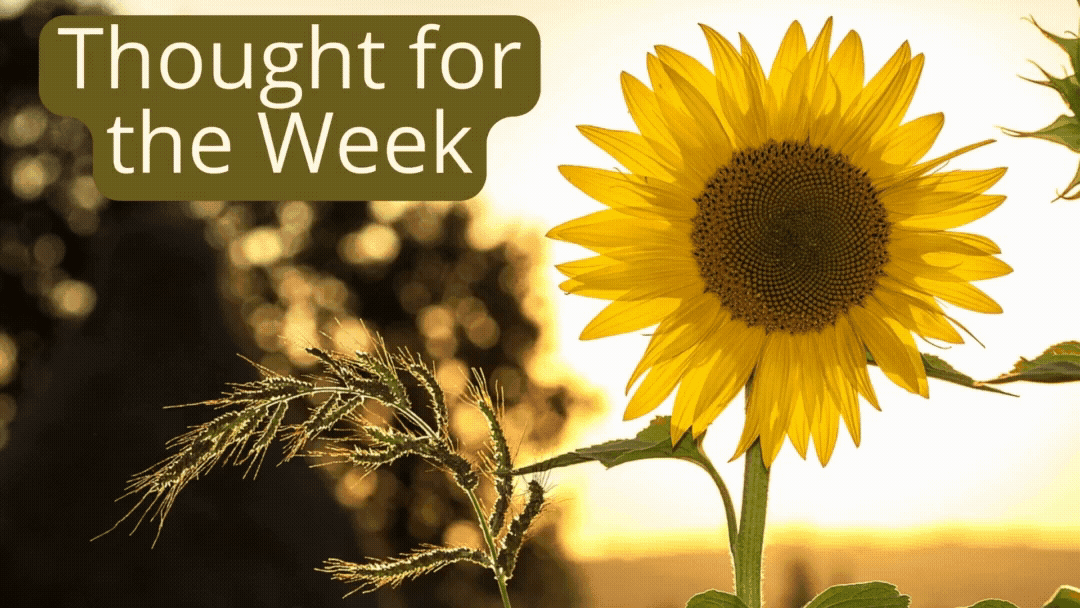 Thought for the Week: Flowers are uniquely intricate....like you.