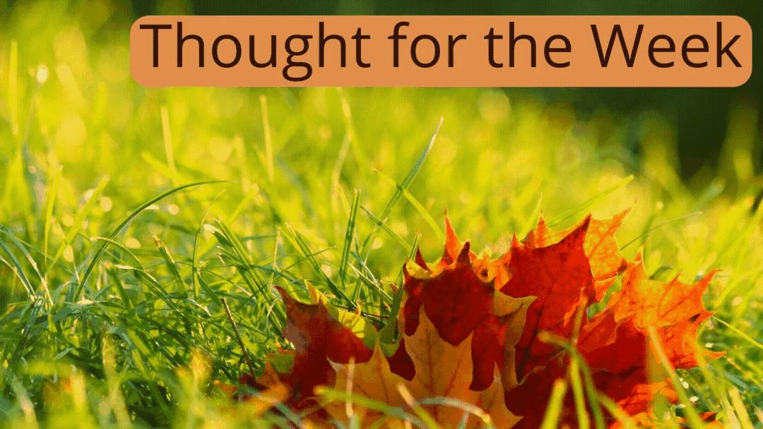 Thought for the Week: Grass strengthens roots over autumn.
